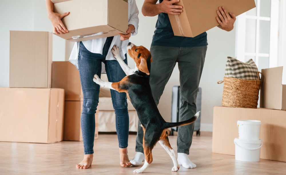 10 Questions to Ask Before Hiring Removalists (Most People Forget #7)